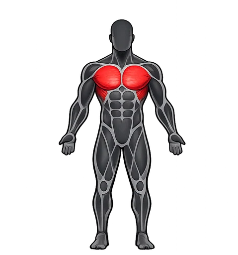Vista masculina del atlas muscular de Pro Pounds